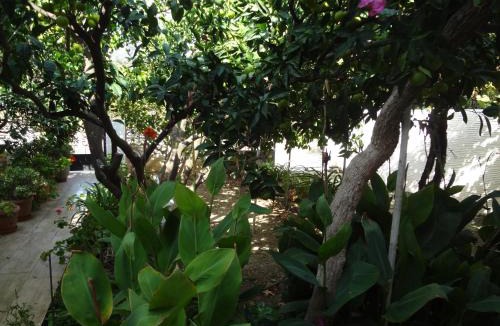 Ormos Korthiou House | Cozy Citrus Garden House by the Seaside.