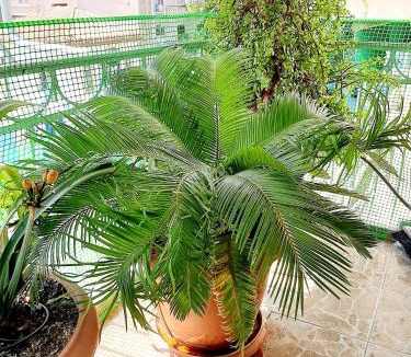 Athens Apartment | Large terrace apartment near city centre