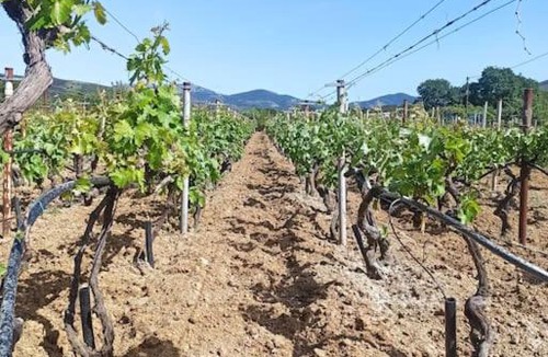 Karystos House | Vineyard of Valta