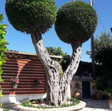 Flowers studios in Benitses