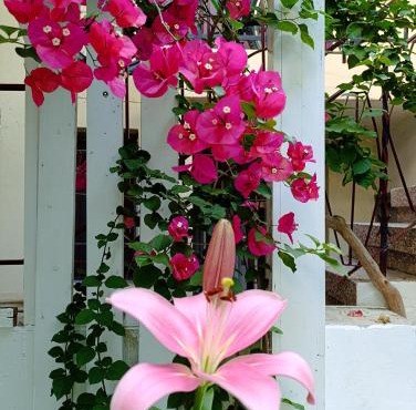 Hermes Trykonos Garden Thessaloniki - Central Oasis with free parking in Thessaloniki