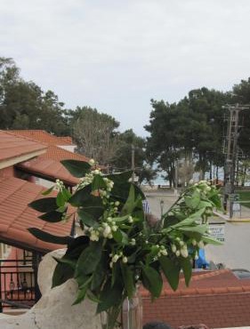 Mandola Del Mare in Skala