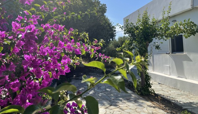 Private villa surrounded by olives -5 min walk from downtown/beach in Limenas Chersonisou