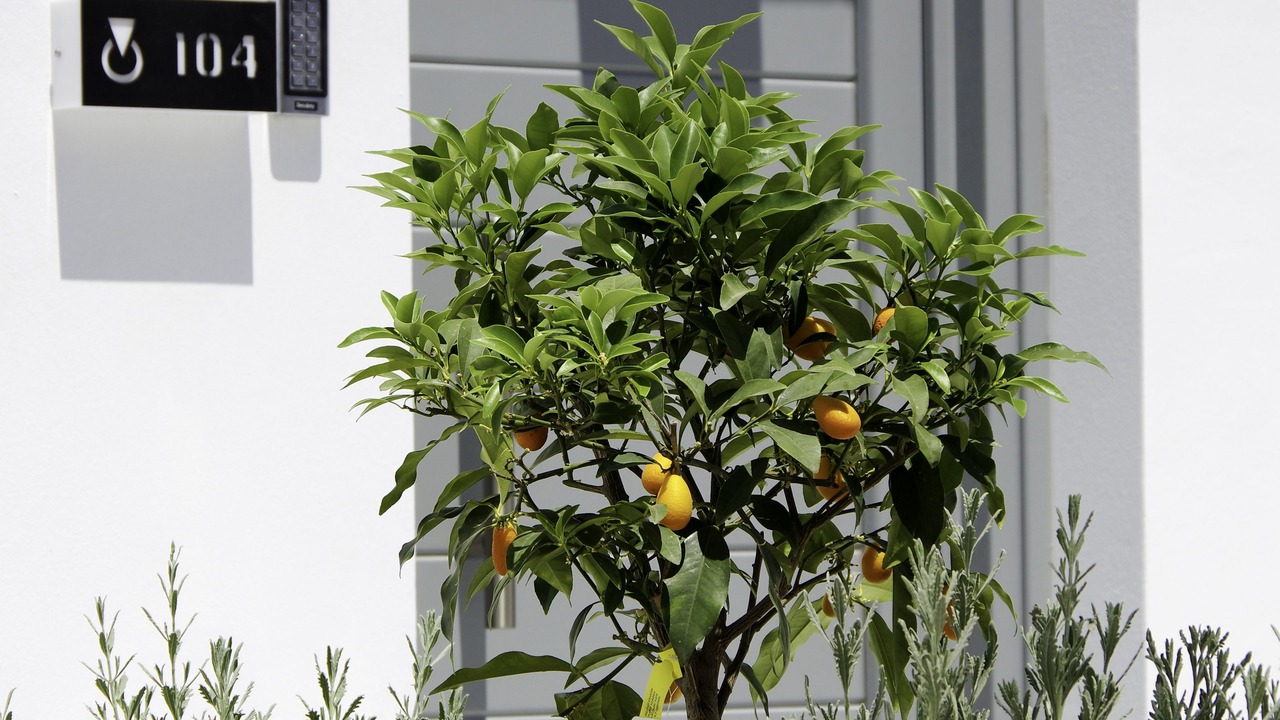 Photo of Outdoor in Kini