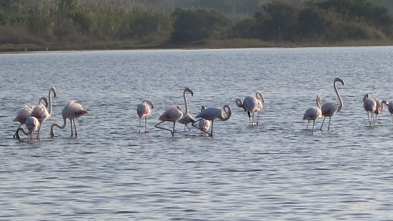 Photo of Others in Chalikounas