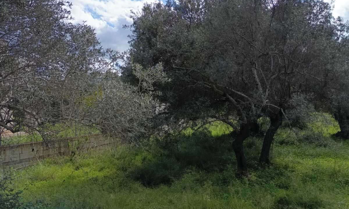 Photo of Others in Monopari
