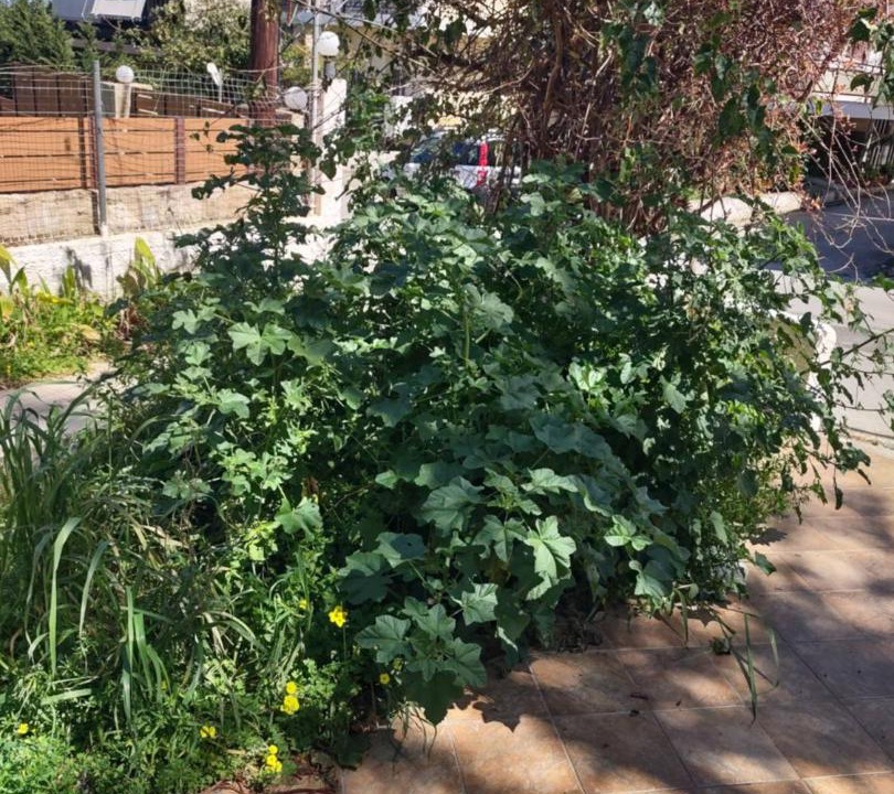Photo of Outdoor in Galatas