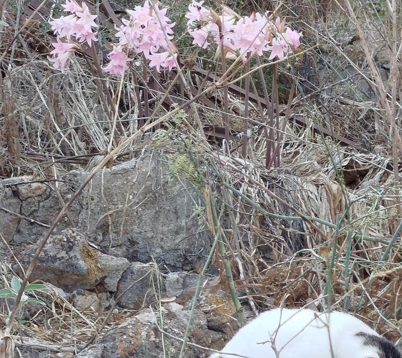 Photo of Others in Kithira