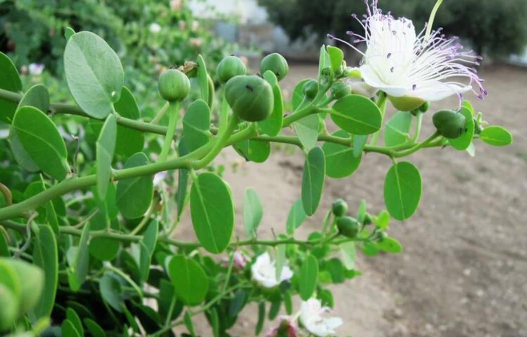 Photo of Others in Parasporos