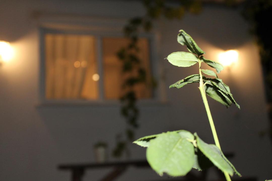 Photo of Others in Thasos Town