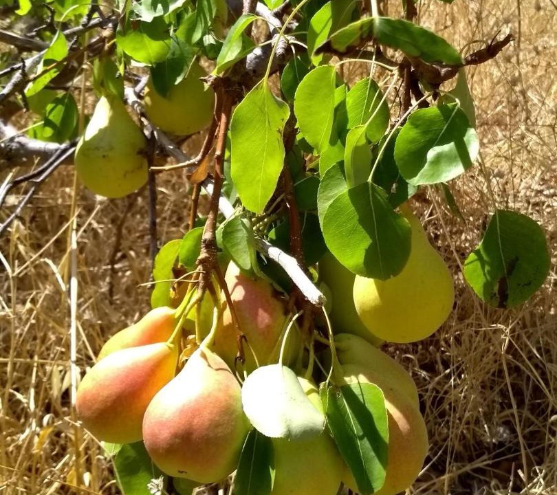 Photo of Others in Kithira
