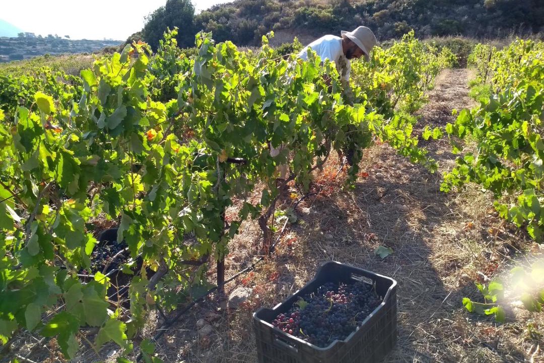 Photo of Others in Kithira