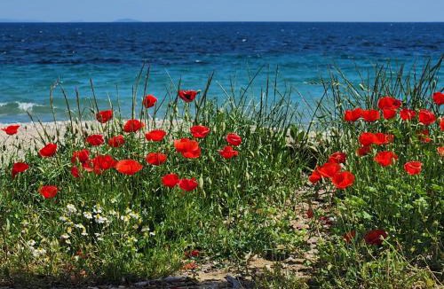 Kalyves Polygyrou House | Pine Beach holiday home 2 bedrooms 50 meters to the beach
