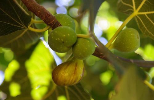 Spata-Artemida House | Peach Pine House - Escape Near City, Beach and Athens Airport