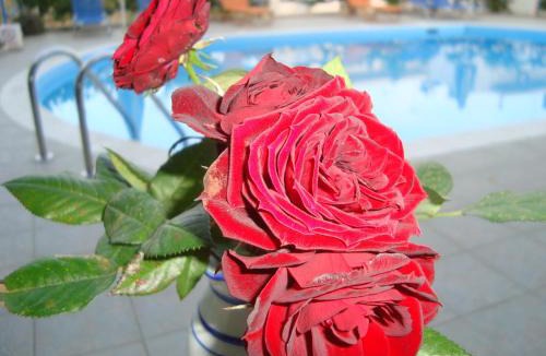 Agia Pelagia Apartment | Creta Sun Hotel Studios-Adults Only