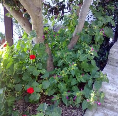 Pelion Orama in Agios Ioannis Pelio
